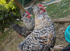 Two rooster