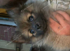 Pomerian for sale