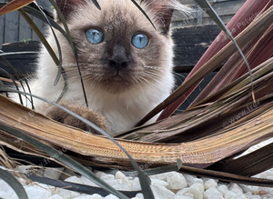 Ragdoll kitten