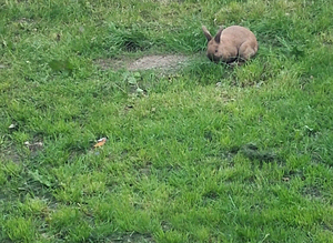 Female rabbit