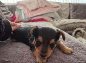 Gorgeous Yorkshire Terrier