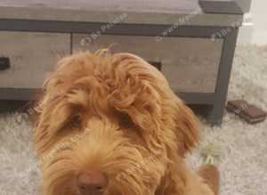 Cockapoo  stud