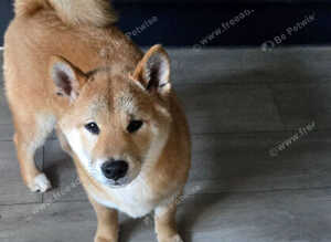 Gorgeous Shibas