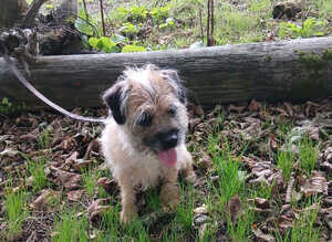 Border terrier bitch 4/5 years old.