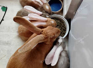 Pure bred baby Giant White Eared Continental Rabbits