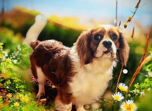 Health tested Cavalier Stud