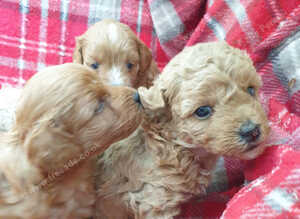 Maltipoo Puppies