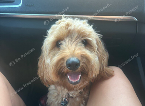 Cockapoo (honey)