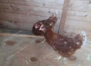Hen for sale on Stoke on trent