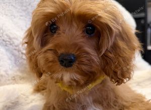 Cavapoo Puppies