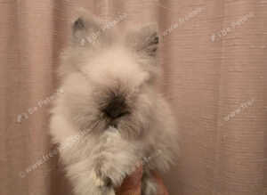 Double mane lionheads for sale