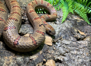 Variable King Snake at Birmingham Reptiles