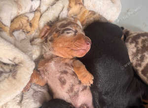 Miniature Dachsund puppies