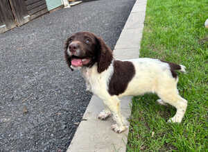 Springer spaniel Puppy