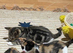 Boy & girl kittens
