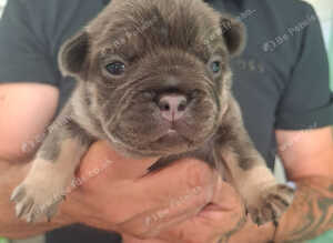 French bulldog