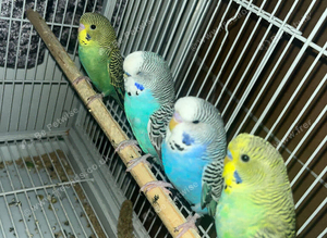 black winged budgies
