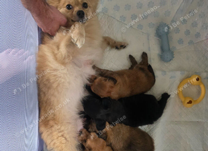 Pomapoo