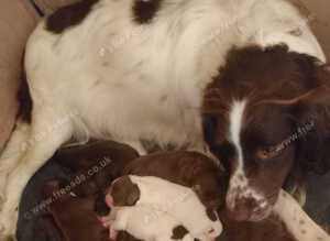 Sprocker puppies