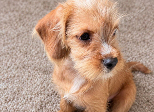 Cavapoo Terrier pup