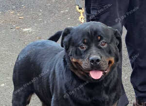 Stunning Female Available