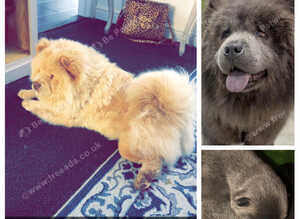 Beautiful chow chow babies