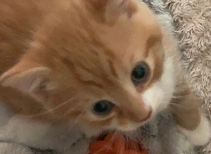 Ginger kitten