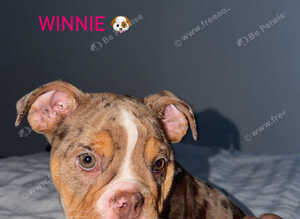 6 month English bulldog