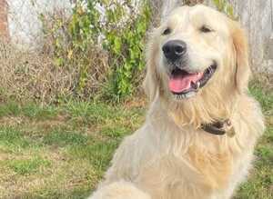 Golden retriever puppies