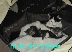 Beautiful 8-Week-Old Kittens Looking for Their Forever Homes