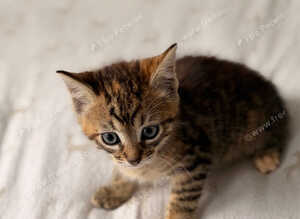 Kittens