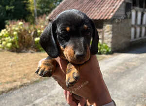 Miniature Dachshund Puppies