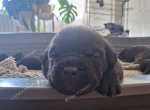 Bullador puppies