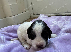 Beautiful litter of show spaniels