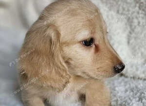 Longhaired miniature dachshund