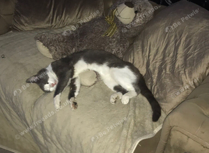 Missing Cat