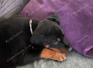 Beautiful Dobermann Girls &ndash; Family Raised, Confident & Loving