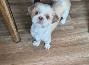 Shitzu for sale