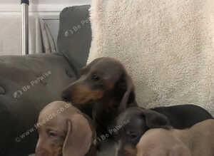Pedigree miniature Dachshund