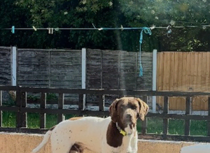 German shorthair pointer