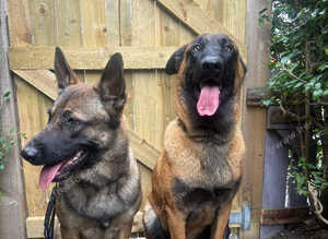 Female & male Belgian mallonis