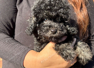 Handsome toy Cavapoo boy please read all the advert before contacting