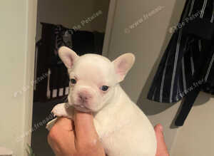Adorable frenchie puppies