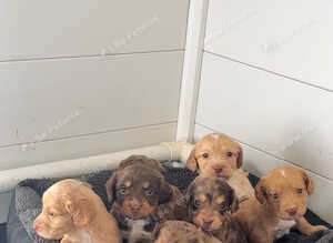 7 stunning cocker Spaniels