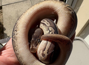 Stunning female  leopard pewter yellowbelly het Dg ph pied for sale