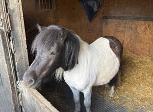 Beautiful boy looking for a loan or forever home