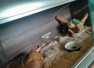 Corn snake