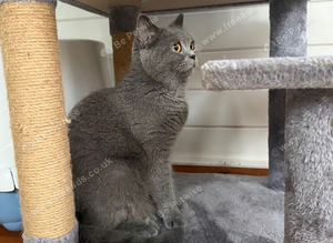 Bella- BSH for Rehoming! I can deliver her if that's any help.