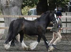 11.3/12hh 5 year old Mini Cob