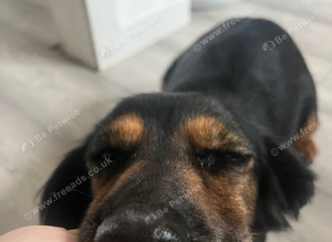 Cocker spaniel girl READ AD BEFORE ASKING for answers ive already wrote